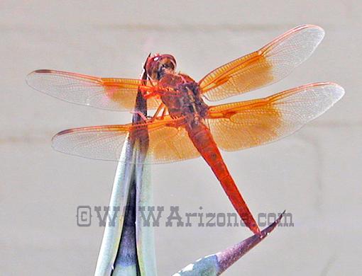 Dragonfly - Needs Expert ID-dragonfly2.jpg