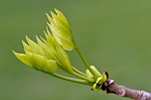 Various from this afternoon-tree-bud-2-04-20-06.jpg