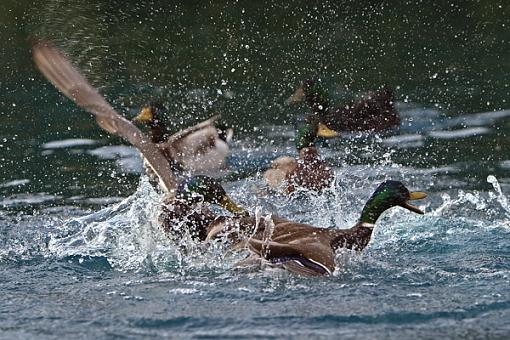 When Ducks Attack-mad-ducks-2-04-22-06.jpg