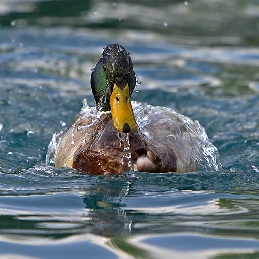 Water Off A Ducks Back-wet-duck-3.jpg