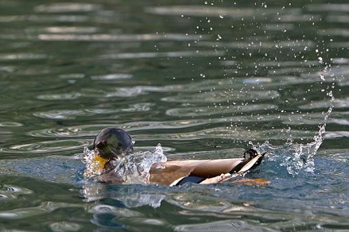 Water Off A Ducks Back-wet-duck-1.jpg