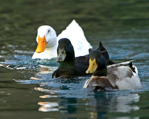 3 of a (non) kind-3-ducks.jpg