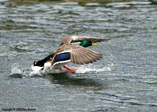 Click image for larger version.&nbsp;

Name:	duck 1.jpg&nbsp;
Views:	69&nbsp;
Size:	59.2 KB&nbsp;
ID:	25793
