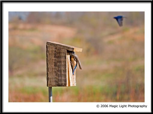 The Watchful Parents-crw_1138.jpg