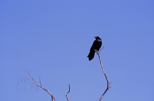 Click image for larger version.&nbsp;

Name:	crow.jpg&nbsp;
Views:	90&nbsp;
Size:	61.9 KB&nbsp;
ID:	25822