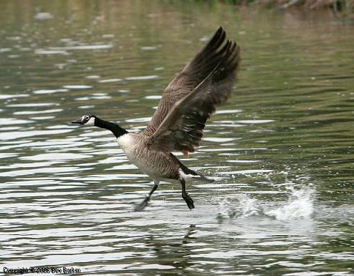 Messing around on the river-goose-1-edited-.jpg