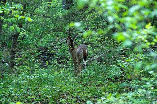 deer?-pict2053-usm-cont-small-.jpg