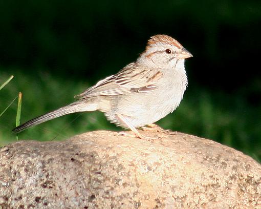 Rufous Winged Sparrow-img_2977_ruf_wi_sparrow_640.jpg