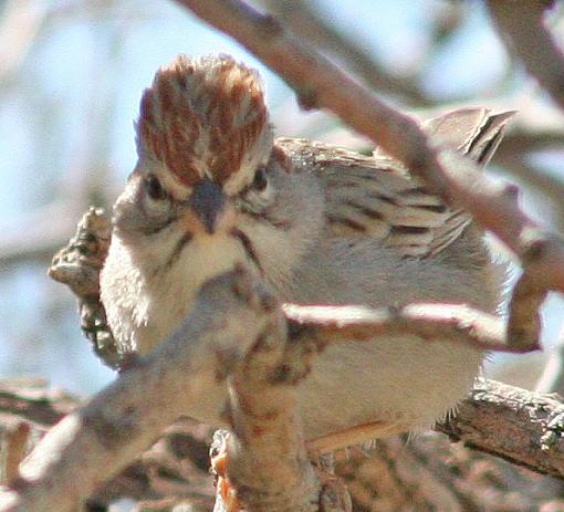 Rufous Winged Sparrow-ruf_wi_spa_lo.jpg