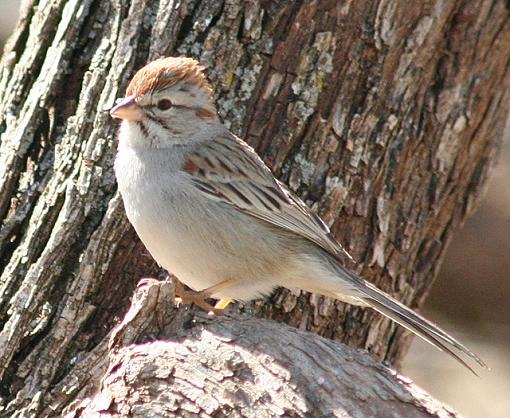 Rufous Winged Sparrow-ru_wi_sp_2_640.jpg