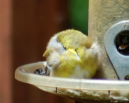 Goldfinch baby-dsc_0028.jpg