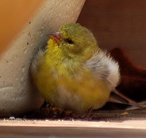 Goldfinch baby-dsc_0040.jpg