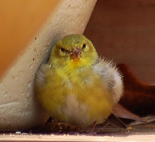 Goldfinch baby-dsc_0042.jpg