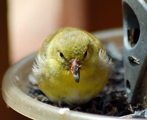 Goldfinch baby-dsc_0065.jpg