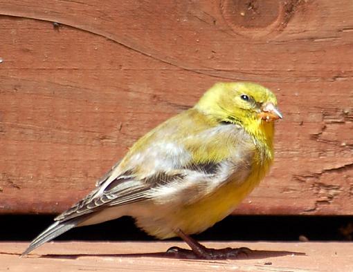 Goldfinch baby-dsc_00521.jpg