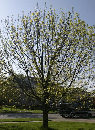 Various from this afternoon-home-tree-2-04-26-06.jpg