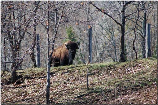 My Day-buffalo-web.jpg