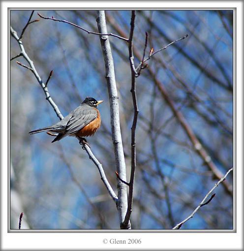 My Day-robin-web2.jpg