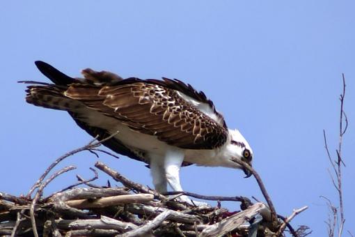 White Eagle-eagle-i.jpg