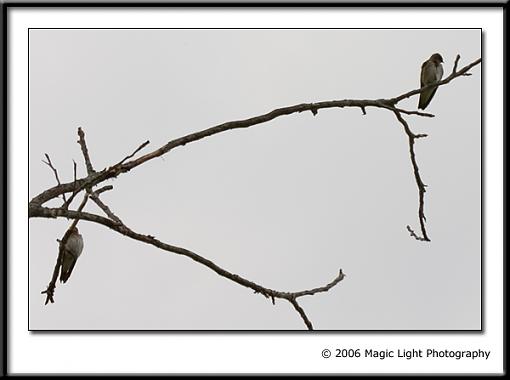 Spring bird ID thread-crw_1184.jpg