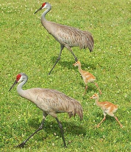 Sand Hill Cranes &amp; their Chicks-sandhill-cranes1.jpg