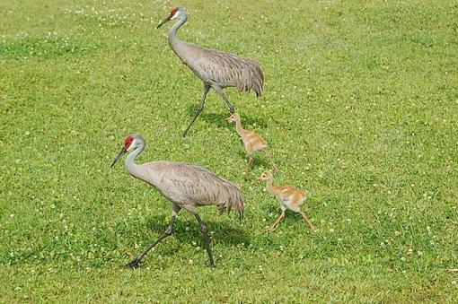 Sand Hill Cranes &amp; their Chicks-sandhill-cranes2.jpg