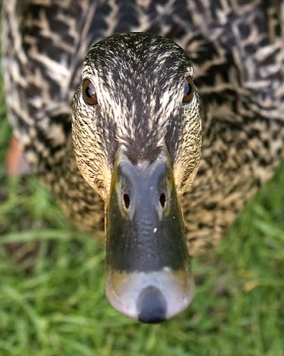 Duck with Wide Angle-hungry-duck.jpg