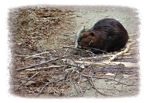 Busy like a ?-beaver-web-1-.jpg