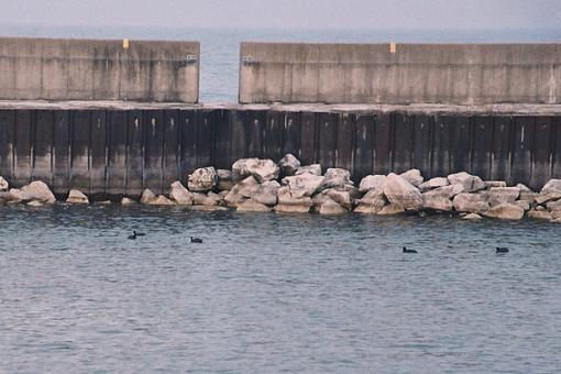 Spring bird ID thread-sp3.jpg