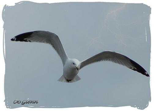 Spring bird ID thread-ring-billed-gull-web.jpg