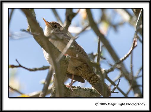 Spring bird ID thread-crw_1291.jpg