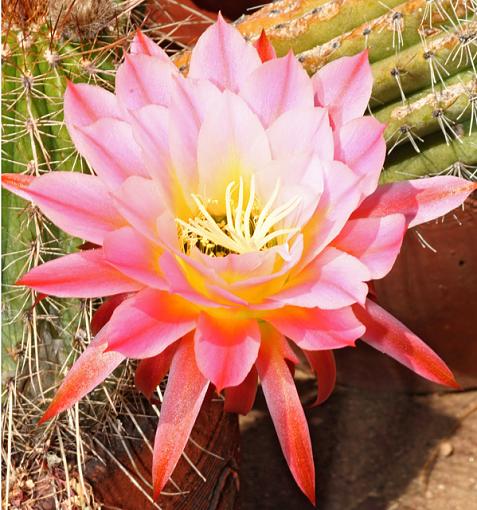 Echinocereus (cactus) flowers-img_4057_echin_flower_crop.jpg