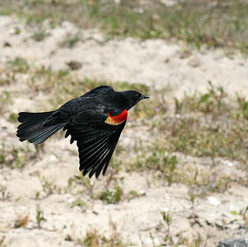Wildlife shots from Ocean City-rwblackbirdflight.jpg