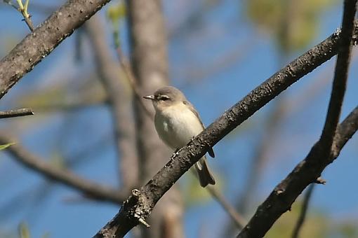 Spring bird ID thread-1495w.jpg