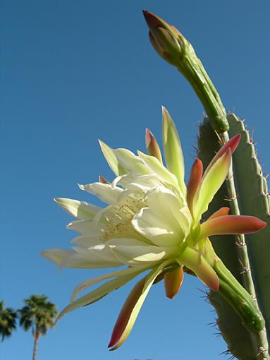 Echinocereus (cactus) flowers-flower1.jpg