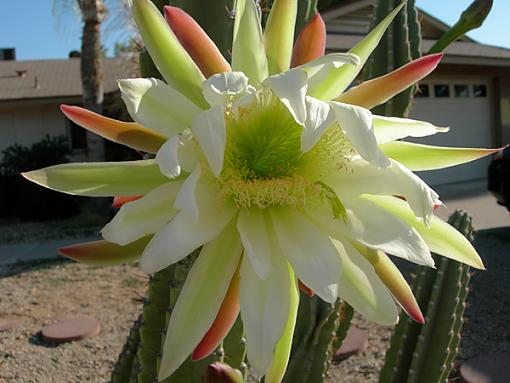 Echinocereus (cactus) flowers-flower3.jpg