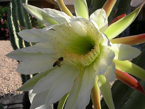 Echinocereus (cactus) flowers-flower2.jpg