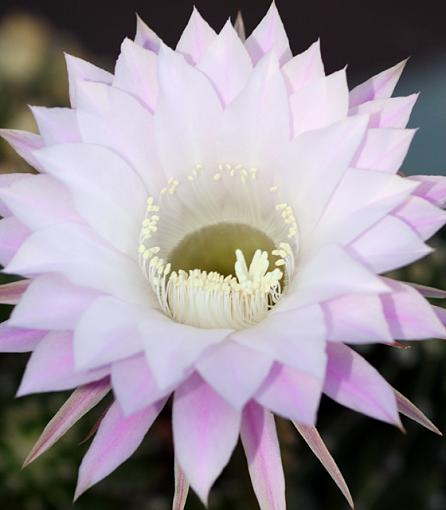 Another (different) cactus flower-img_4161_cac_flo_crop_lo.jpg