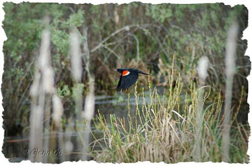 He and She-red-wing-web1-1-.jpg