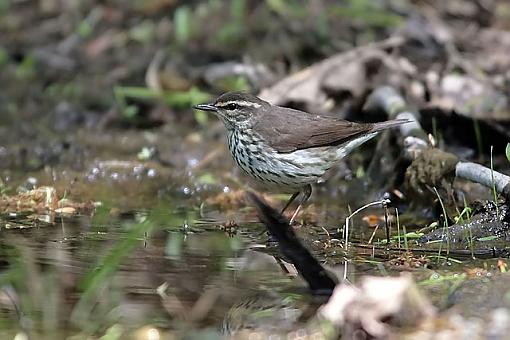 Spring bird ID thread-1616w.jpg