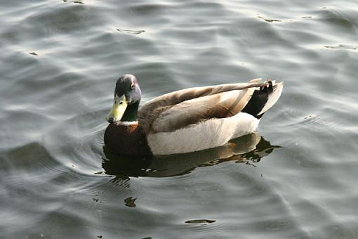 My first duck!-img_2828_w640.jpg