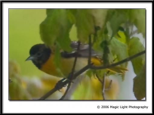Spring bird ID thread-crw_1566.jpg