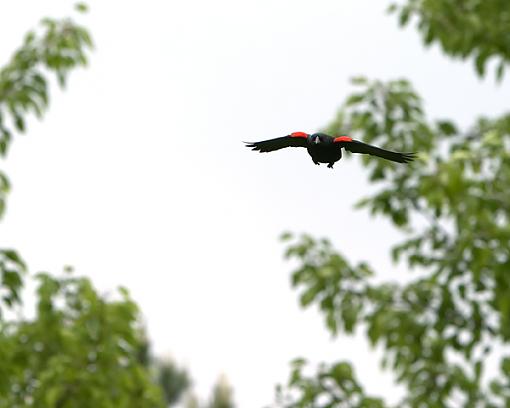 RWB's in flight-rwb-male-flight-1.jpg