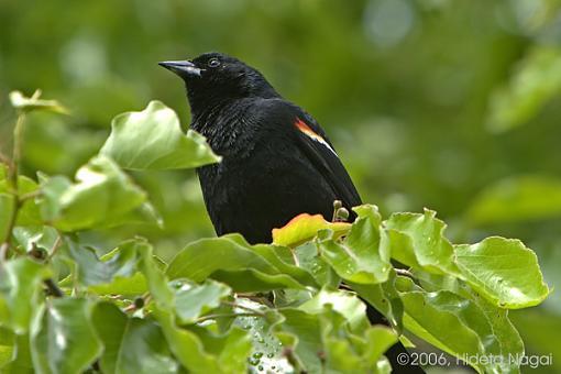 Red-Winged Blackbirds from Earlier Today-rwb-male-1-05-13-06.jpg