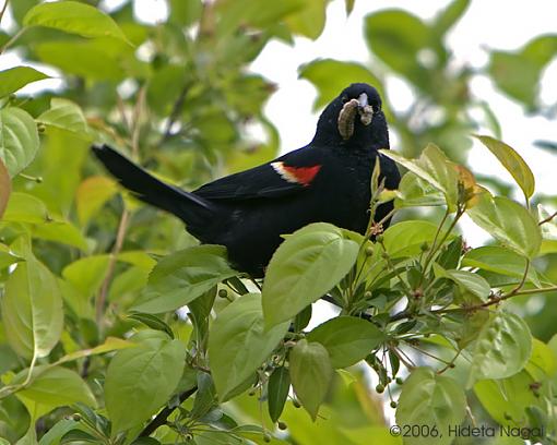 Red-Winged Blackbirds from Earlier Today-rwb-male-3-05-13-06.jpg