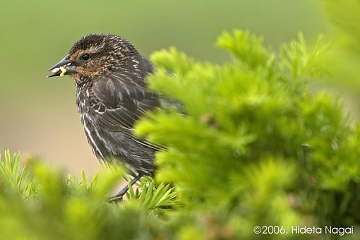 Red-Winged Blackbirds from Earlier Today-rwb-female-1-05-13-06.jpg