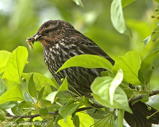 Red-Winged Blackbirds from Earlier Today-rwb-female-2-05-13-06.jpg