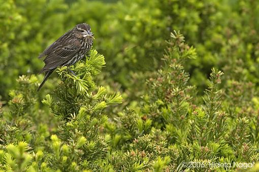 Red-Winged Blackbirds from Earlier Today-rwb-female-7-05-13-06.jpg