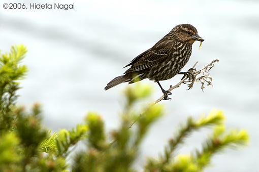 Red-Winged Blackbirds from Earlier Today-rwb-female-8-05-13-06.jpg