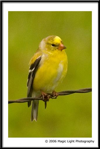 Spring bird ID thread-crw_1610.jpg